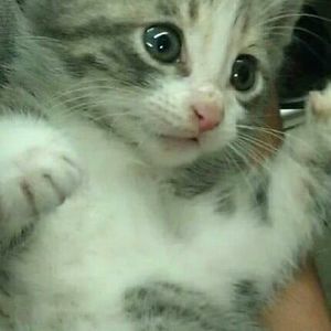 Meet your Posher, Martha